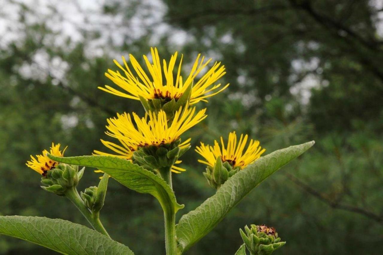 לינה וארוחת בוקר La Conception Jardins De L'Achillee Millefeuille מראה חיצוני תמונה